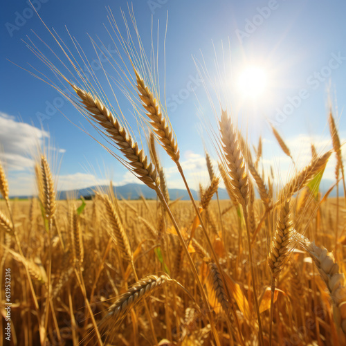  A yellow wheat field wheat waving natural light 