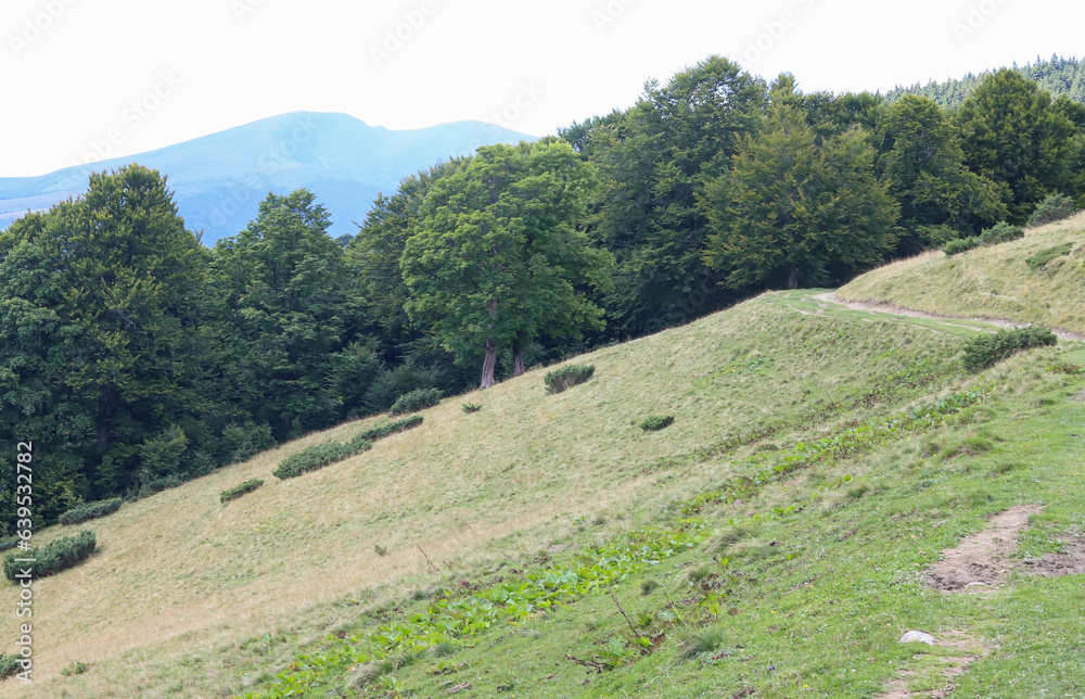 the mountain slope is covered with grass and trees

