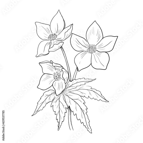 Linear Illustration of a Flower on a White Background.