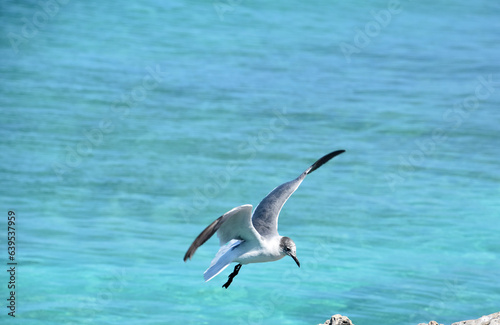 Laughing Gull in Flight Over the Ocean