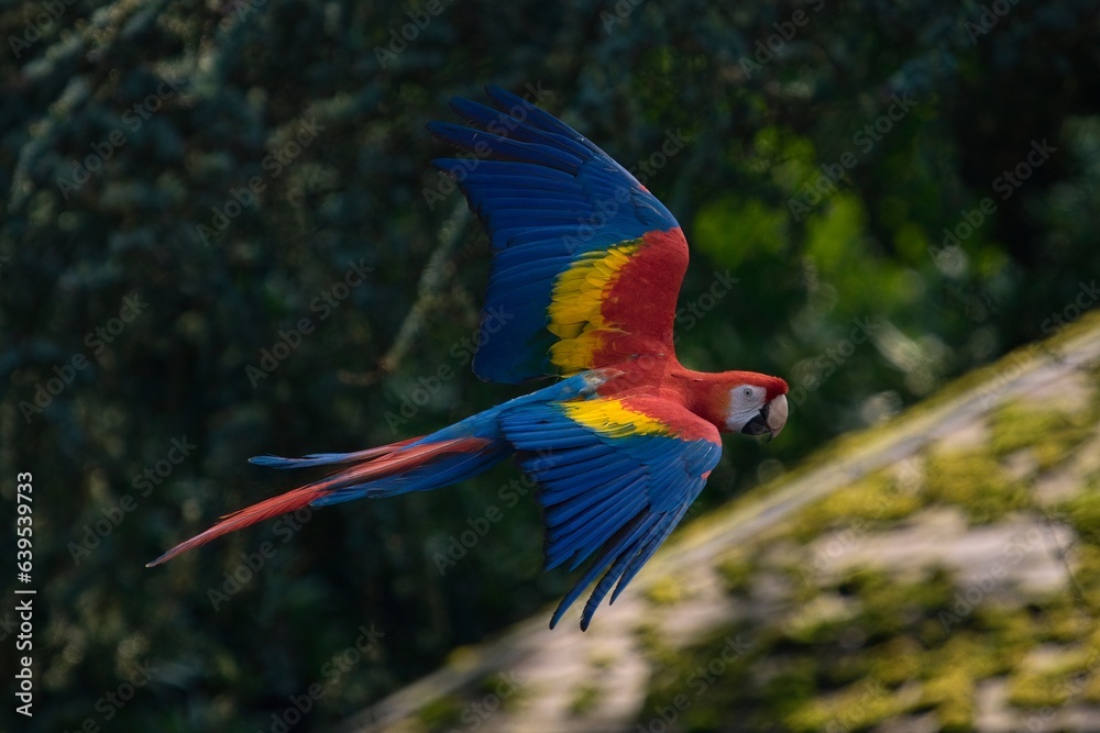 Naklejka premium Red parrot fly in dark green vegetation. Scarlet Macaw, Ara macao, in tropical forest, Costa Rica