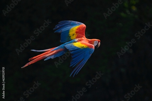 Red parrot fly in dark green vegetation. Scarlet Macaw, Ara macao, in tropical forest, Costa Rica © Miroslav