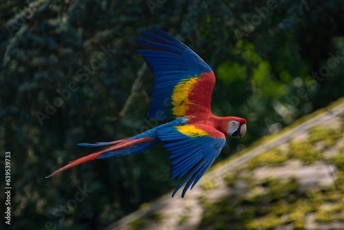 Red parrot fly in dark green vegetation. Scarlet Macaw, Ara macao, in tropical forest, Costa Rica