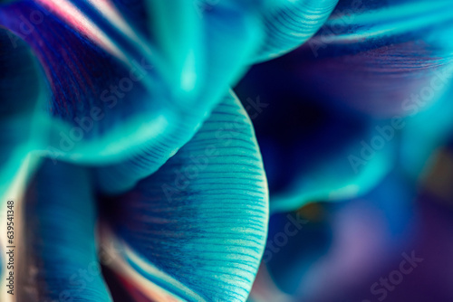 Close-up of blue tulip petals, selective focus. Tulip macro image