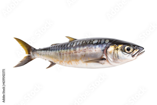 mackerel on white background