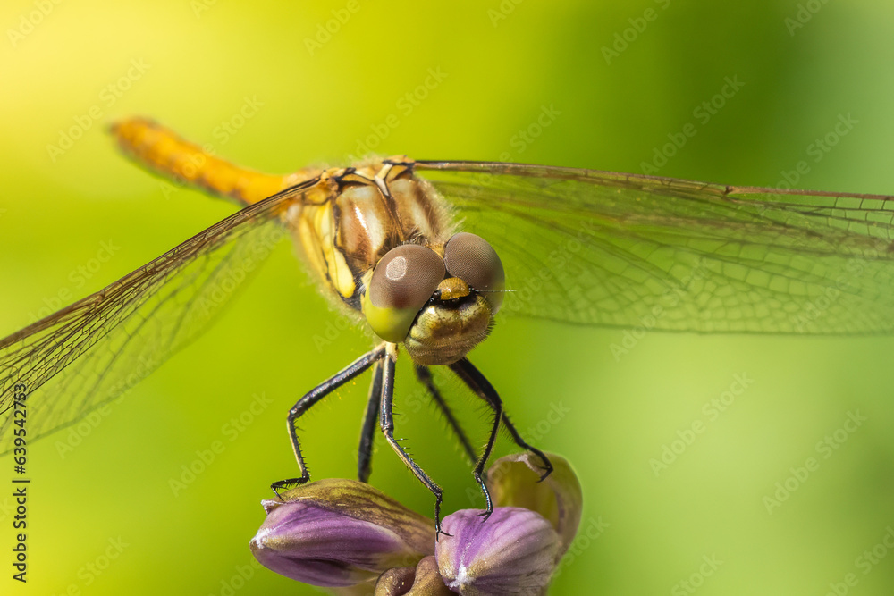 Close up of dragonfly Close up of dragonfly