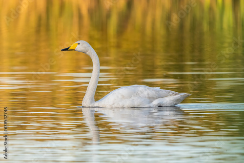 Whooper swan swimming