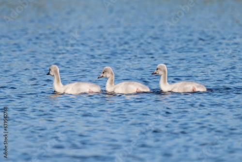 Billede på lærred Three whooper swan chicks swimming