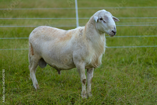 Huge male Katahdin sheep