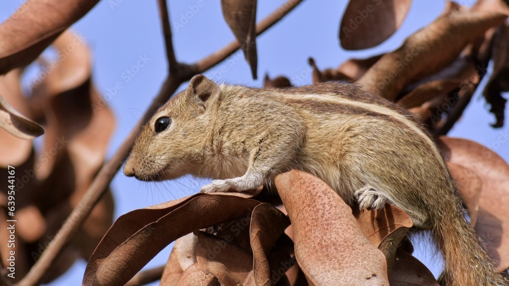 Obraz premium squirrel