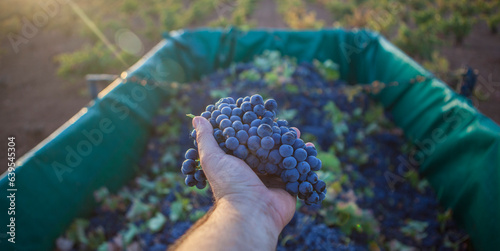 Hand holds a bunch of red grapes at sunrise