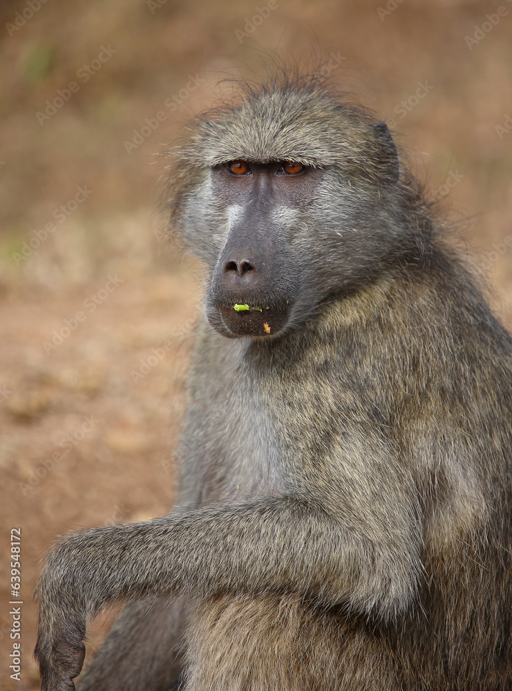 Bärenpavian / Chacma baboon / Papio ursinus.. Bärenpavian / Chacma baboon / Papio ursinus..