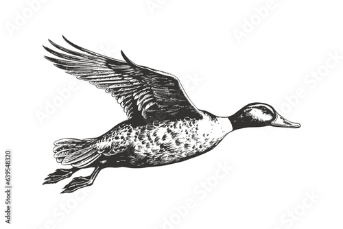 Duck flying hand drawn sketch engraving style. Vector illustration design.