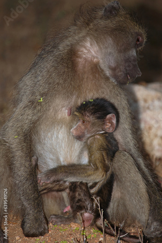 B  renpavian   Chacma baboon   Papio ursinus