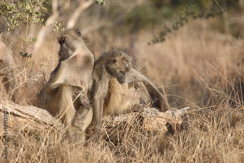 B  renpavian   Chacma baboon   Papio ursinus...