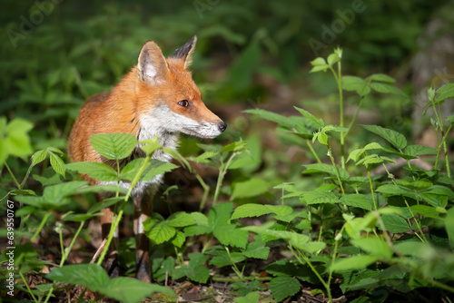 Close-up of a Red fox in a forest © giedriius