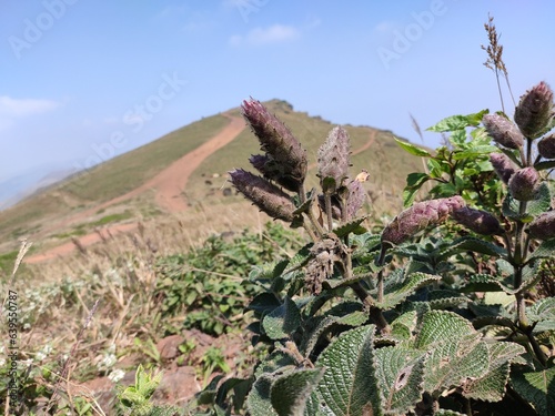 Strobilanthes kunthiana, alternatively called kurinji or neelakurinji, thrives in the Western Ghats of South India as a shrub. photo