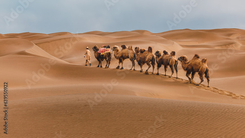 Camel leader and his team walking on sand dune at Kumtag Desert, Xinjiang, China photo