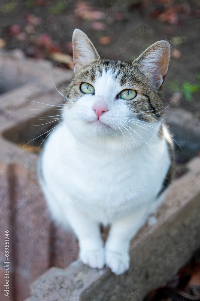 Domestic Cat Feline Pet Kitty Domestic Cat Feline Pet Kitty