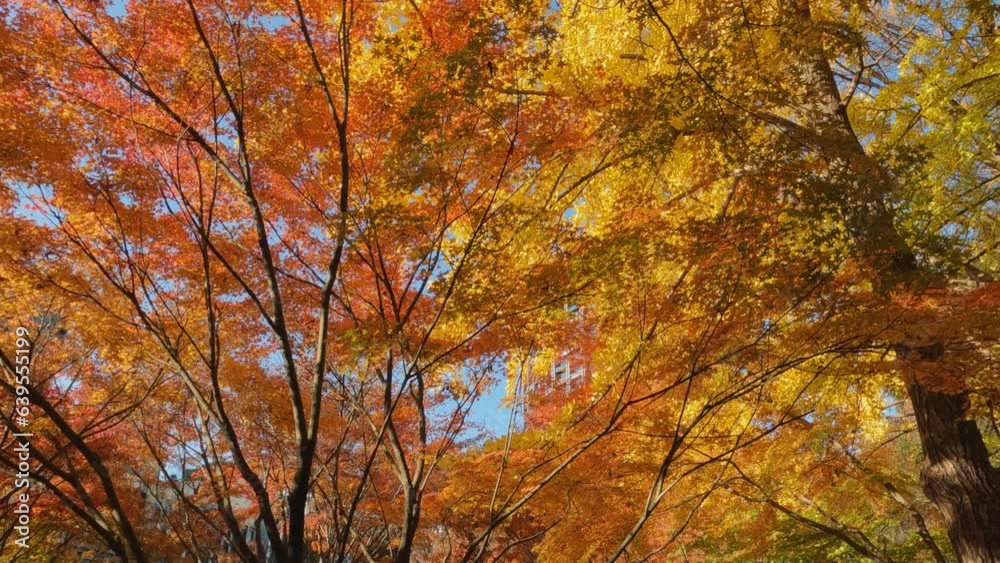 黄色い銀杏と赤いもみじが共演する美しい紅葉の風景。見上げながら右にパンする映像。