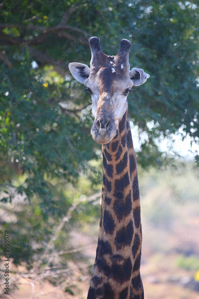 Giraffe / Giraffe / Giraffa camelopardalis Giraffe / Giraffe / Giraffa camelopardalis