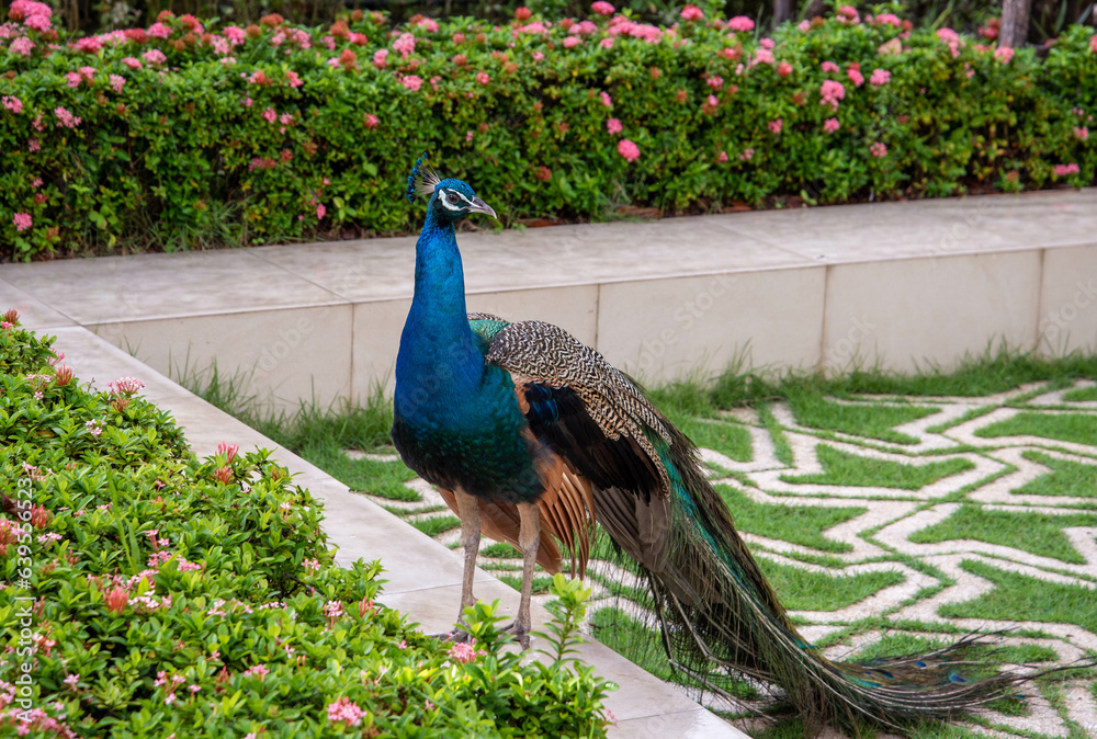 Obraz premium peacock in the garden asia street food nature