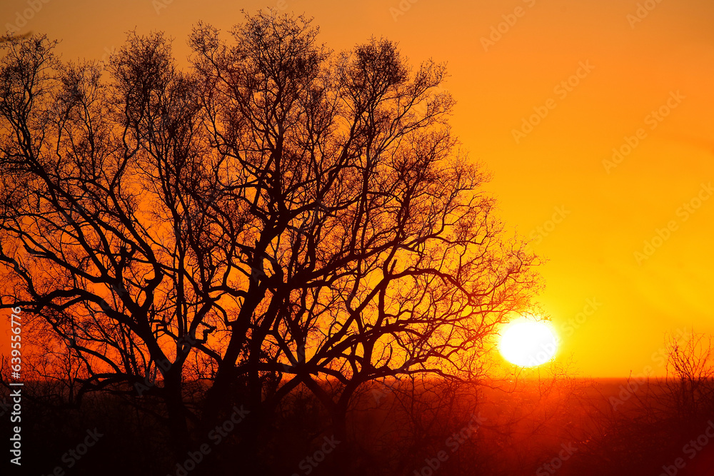 Sonnenaufgang - Krüger Park - Südafrika / Sunrise - Kruger Park - South Africa / Sonnenaufgang - Krüger Park - Südafrika / Sunrise - Kruger Park - South Africa /