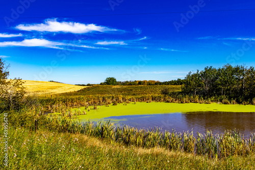 Pond in a field a haven for water fowl, Stettler County, Alberta, Canada