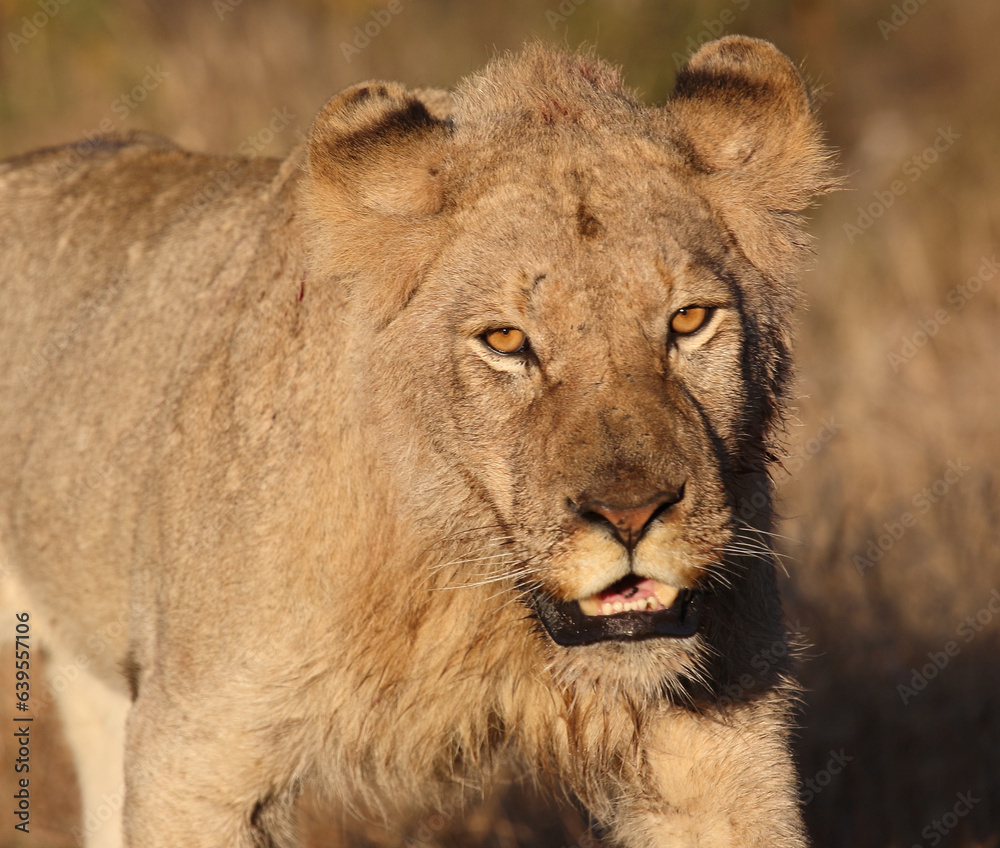 Afrikanischer Löwe / African lion / Panthera leo. Afrikanischer Löwe / African lion / Panthera leo.
