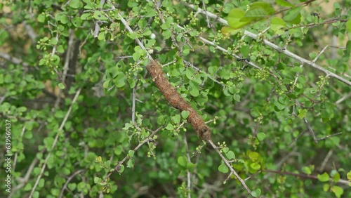 A big lymantria dispar aka the gypsy moth or the spongy moth caterpillar on plant