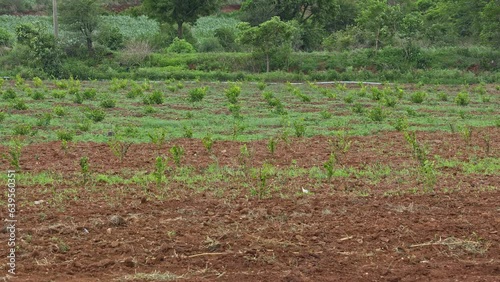 A view of a fresh jasmine plantation on the red soil field photo