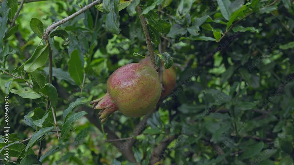 Closeup of a small unripe pomegranate fruit hanging from a tree branch Closeup of a small unripe pomegranate fruit hanging from a tree branch