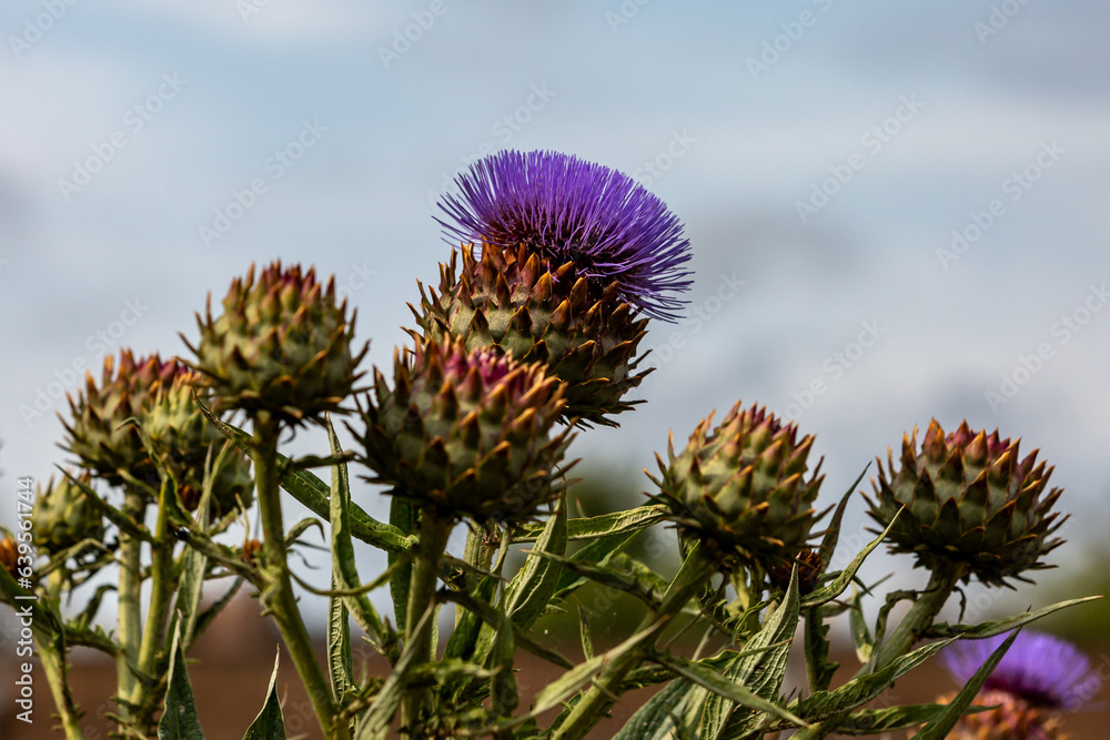 Pretty cynara cardunculus flowers, known as artichoke thistle, growing in summer Pretty cynara cardunculus flowers, known as artichoke thistle, growing in summer