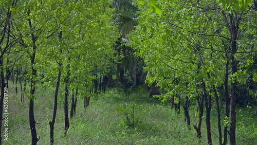 Dense large sandalwood tree plantation with young trees in rural Karnataka photo