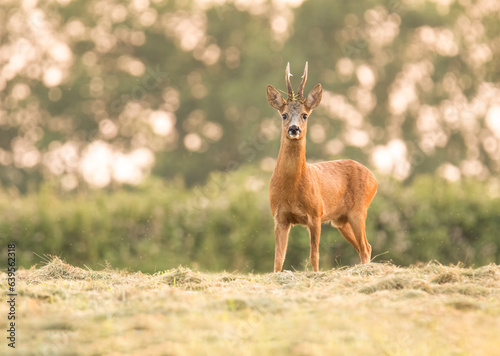 Fototapeta Naklejka Na Ścianę i Meble -  Wildlife photography of roe deer with beautiful light on taken by a young photographer with huge respect of those incredible animals.