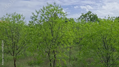 Healthy lush sandalwood trees are grown on the farmland in a rural Indian village photo