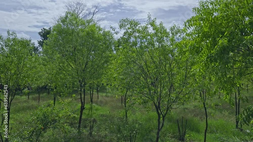 Dense large sandalwood tree plantation with young trees in rural Karnataka photo