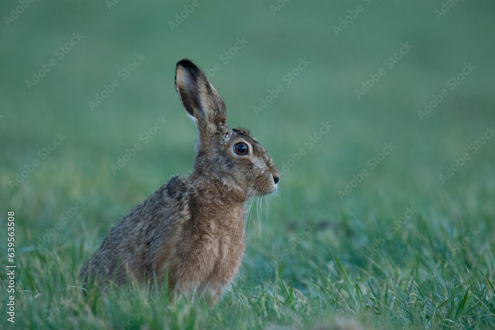 Fototapeta premium Wildlife photography ofhares with beautiful light on taken by a young photographer with huge respect of those incredible animals.