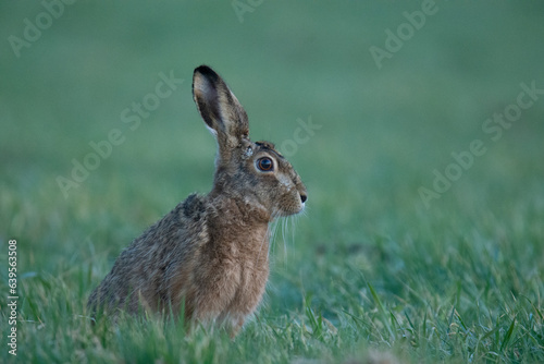 Wildlife photography ofhares with beautiful light on taken by a young photographer with huge respect of those incredible animals.