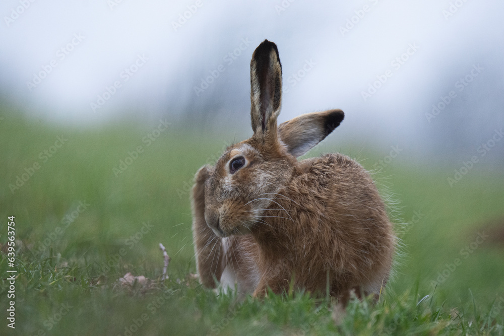 Fototapeta premium Wildlife photography ofhares with beautiful light on taken by a young photographer with huge respect of those incredible animals.