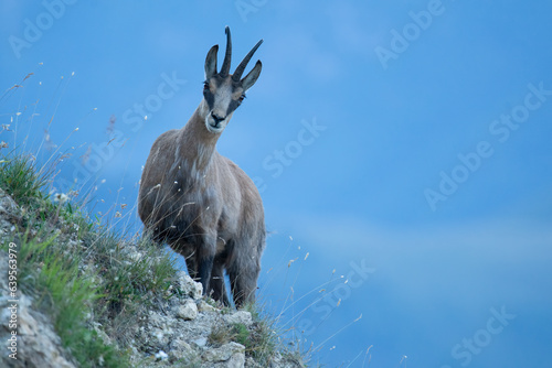 Wildlife photography of wild boar, roe deer and chamois with beautiful light on taken by a young photographer with huge respect of those incredible animals.

