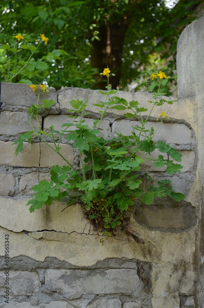 A green plant with yellow flowers grows from a brick wall