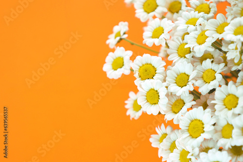 Chamomiles on right side of bright orange background, selective focus. Small white chrysanthemums look like daisies. Greeting card for summer and spring holidays.