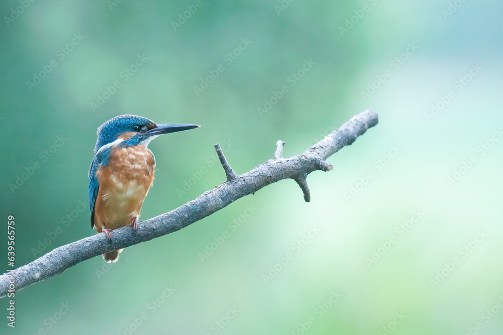 Fototapeta premium Wildlife photography of kingfisher with beautiful light on taken by a young photographer with huge respect of those incredible animals.