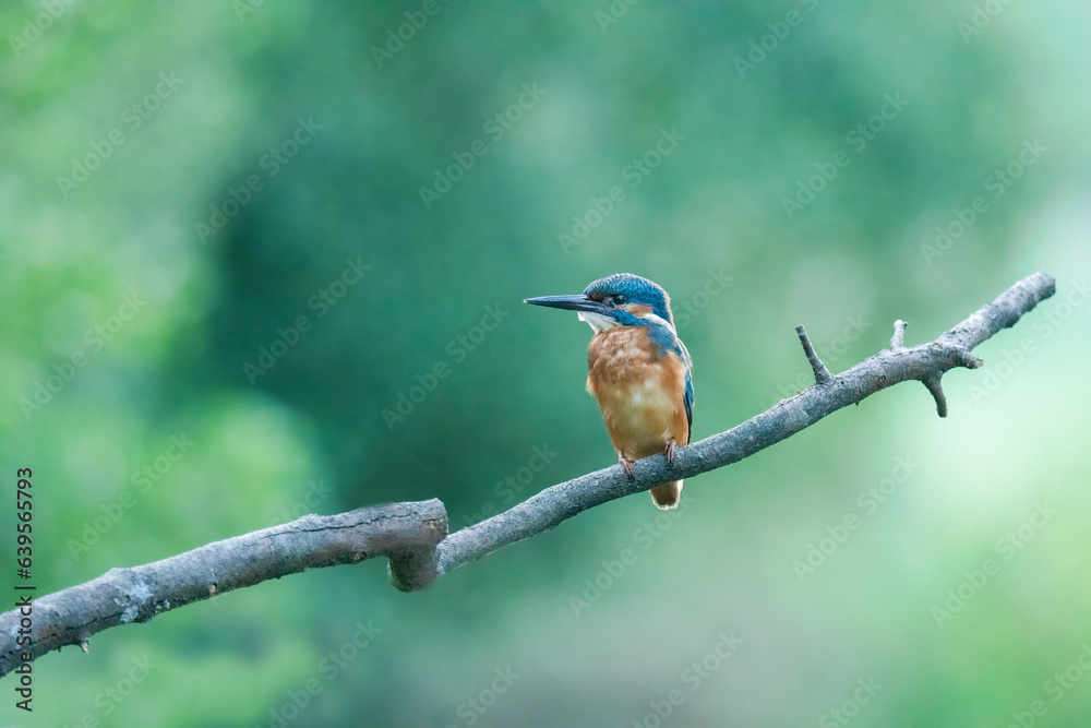 Fototapeta premium Wildlife photography of kingfisher with beautiful light on taken by a young photographer with huge respect of those incredible animals.