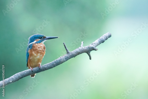Wildlife photography of kingfisher with beautiful light on taken by a young photographer with huge respect of those incredible animals.