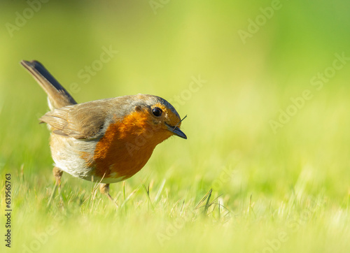 Wildlife photography of birds with beautiful light on taken by a young photographer with huge respect of those incredible animals.