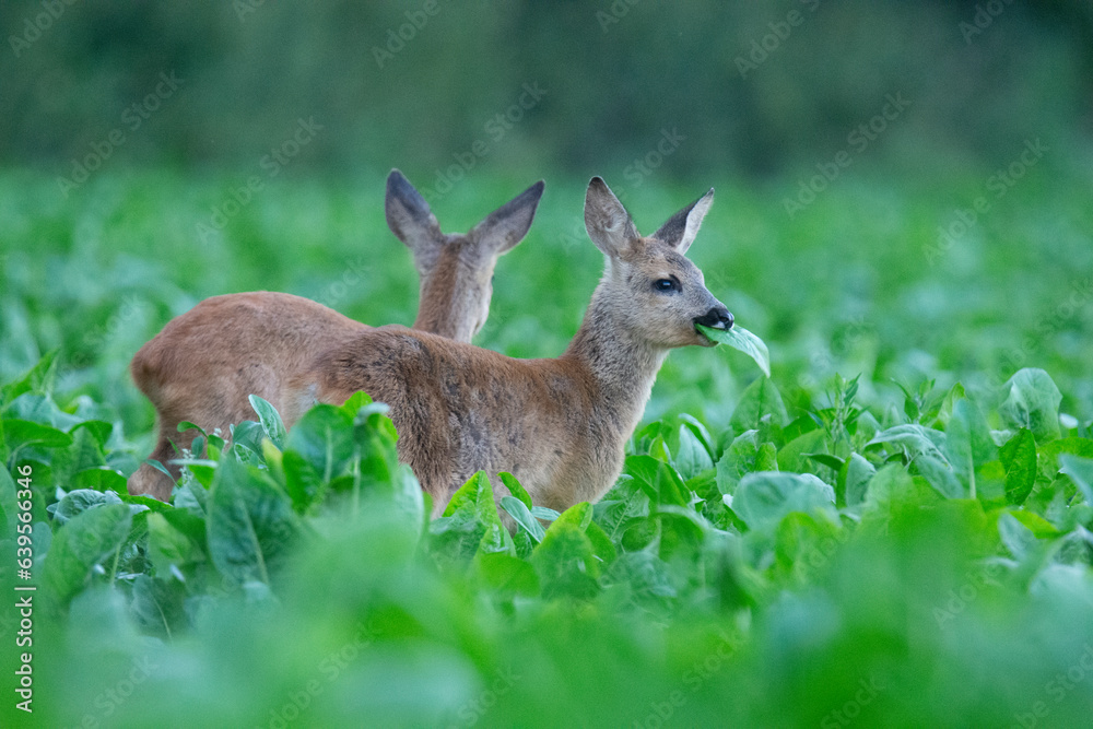 Wildlife photography of roe deer with beautiful light on taken by a young photographer with huge respect of those incredible animals.
