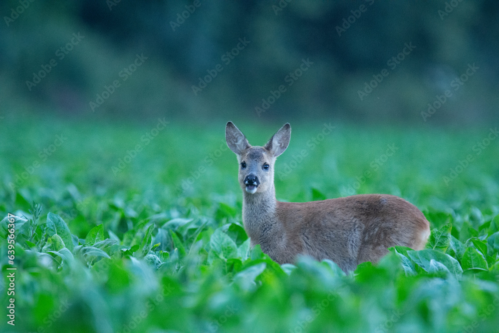 Wildlife photography of roe deer with beautiful light on taken by a young photographer with huge respect of those incredible animals.