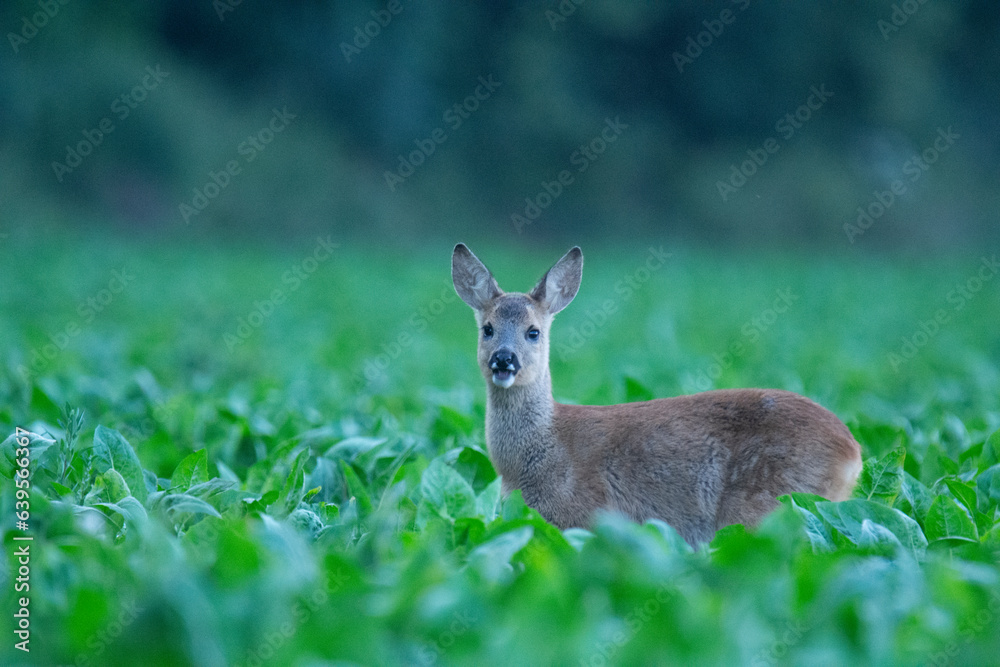 Wildlife photography of roe deer with beautiful light on taken by a young photographer with huge respect of those incredible animals. Wildlife photography of roe deer with beautiful light on taken by a young photographer with huge respect of those incredible animals.